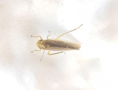 Réf. 219 325 : Deltocephalinae inconnu